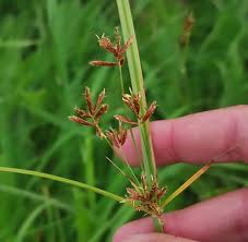 Image result for Cyperus alopecuroides