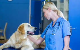 Maybe you would like to learn more about one of these? Fear Free For Dogs Vca Animal Hospital