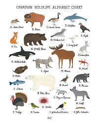 Canadian Wildlife Alphabet Chart In 2020 Canadian Wildlife Canadian Animals Wildlife