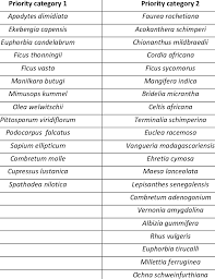 Image result for Pittosporum mildbraedii