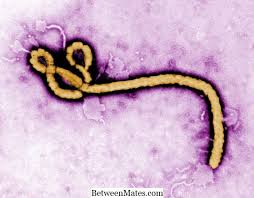 Ditegaskan, fenomena ade pada kasus mers, sars, ebola, dan hiv pun juga hanya ditemukan in silico (simulasi komputer) dan in vitro (percobaan di cawan petri laboratorium). Perbezaan Antara Ebola Dan Marburg Ebola Vs Marburg 2021 Sains Alam