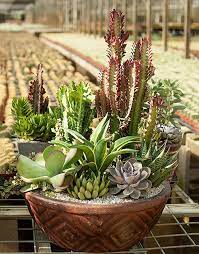 Make Beautiful Easy Care Container Gardens With Desert Escape African Milk Tree Succulents In Containers Container Gardening