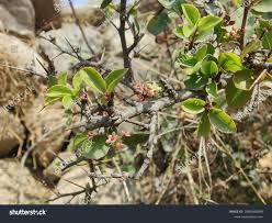 Image result for Gymnosporia glaucophylla