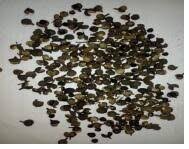 Image result for Zanthoxylum chalybeum