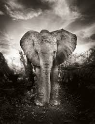 He expects macy's mobile sales to reach $1 billion in 2018. Elephants In Heaven Joachim Schmeisser Immagis Munchen