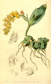 Image result for Polystachya lawrenceana