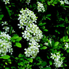 Image result for Murraya paniculata
