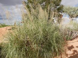 Image result for Sporobolus sanguineus