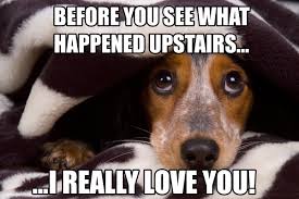 Tired of the state of the world? Funny Dog Memes Great Memes About Dogs Slapwank