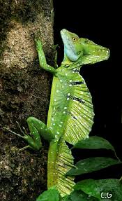 The Plumed Basilisk Basiliscus Plumifrons Also Called A Green Basilisk Double Crested Basilisk Or Jesus Christ Lizar Cute Reptiles Lizard Animals Beautiful