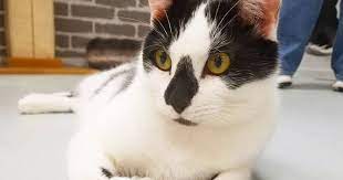 The cafe ket is a veritable shrine to the cat, though thankfully no actual cats. Sunshine Kitty Catfe Is Bringing A Much Needed Cat Cafe To Tampa Bay