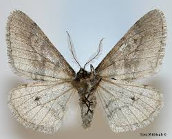 Image result for Dissotis falcipila