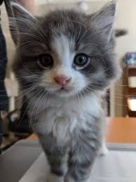 25 Photos Proving That Cats Are The Cutest Things On Earth Cat Care Pets Cats Cats