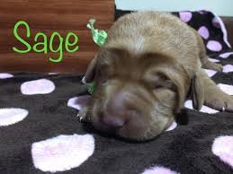 I had heard good things about wisdom and got curious about our rescue. Litter Of 8 Labrador Retriever Puppies For Sale In Appleton Wi Adn 34882 On Puppyfinder Com Gender Male Age 1 Labrador Retriever Labrador Retriever Puppy