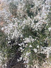 Image result for Tarchonanthus camphoratus