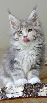 Black And Grey Maine Coon Kittens For Sale Pin On Beautiful Cats