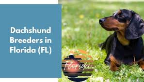Afghan hounds were originally used for hunting in the mountains of afghanistan. Dachshund Puppies Florida Floridachs Miniature Dachshunds Largo Fl 33771 All Of Our Dogs Are Akc Registered World Maps