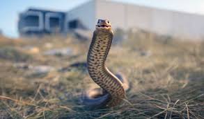 This is video, mature teacher eats a big black snack, on maturehdsex.com. Australia S 10 Most Dangerous Snakes