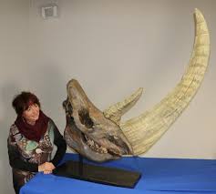 Organ trafficking prices and kidney transplant sales. Mammal Fossils For Sale Fossil Realm