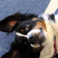 Colorado springs, co, usa, bernese mountain dog breeders. Serenity Bernese Mountain Dogs Home Facebook