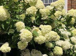 Hydrangea Paniculata Limelight Buy Online Uk Delivery Hydrangea Paniculata Limelight Hydrangea Paniculata Hydrangea