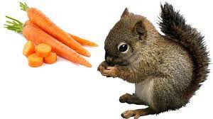 Parrots can certainly eat carrots. Can Squirrels Eat Carrots Are They Good For Them