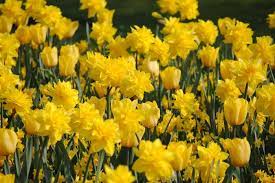 Buy narcissus ' golden ducat' bulbs online by mail order at ashridge nurseries. Narcissi Double Golden Ducat Daffodil From Adr Bulbs