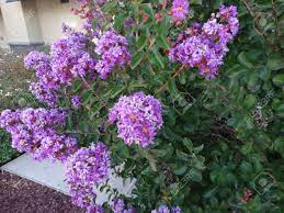 If you love fresh fruits as much as we do, you've probably dabbled with planting your own fruit trees in the past. Lagerstroemia Indica Purple Cultivar With Purple Flowers Small Stock Photo Picture And Royalty Free Image Image 32489706