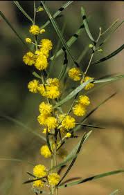 Image result for Acacia lasiopetala