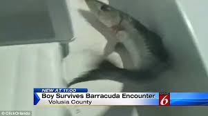 Barracuda networks suffer an sql injection cyber attack but it seems they shot themselves in the foot with some rookie mistakes. Florida Boy Lucky To Be Alive After Snared Barracuda Rips Arm To Shreds Daily Mail Online