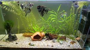 melek baligi angelfish panosundaki pin
