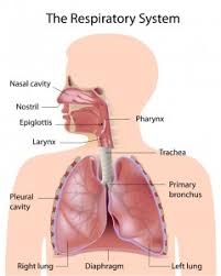 Find the perfect chest anatomy stock photo. Anatomy Of A Child S Lung Pediatric Pulmonologists