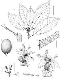 Image result for Vepris renieri