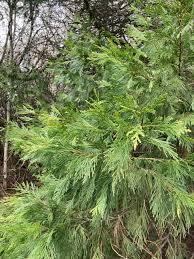 Image result for Calocedrus decurrens