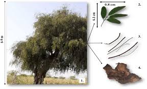 Image result for Salvadoraceae