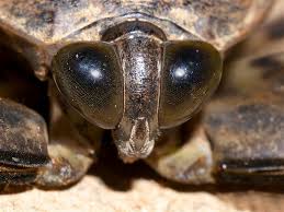 What kind of insect looks like a scorpion? Giant Water Bug Bugsfeed