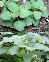 Memberi kabar gembira ialah memberitakan kepada teman yang dikaruniai anak bahwa anaknya telah terlahir. Tradisi Mamoholi Menyambut Kelahiran Anak Dalam Budaya Batak Batak Network