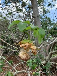 Image result for Adansonia digitata