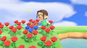 Black roses watered with golden watering can = gold (golden watering can, which is unlocked by reaching a. Animal Crossing Where The Blue Rose Grows Gaming And Geek Life Blog