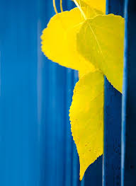 Yellow Hello Blue Yellow Yellow Photography Yellow Aesthetic