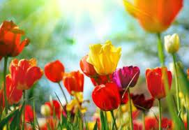 Which flowers grow in different colours. How Flowers Get Their Color Proflowers Blog