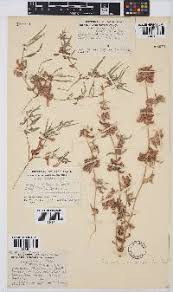 Image result for Indigofera rhytidocarpa