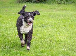 grosse hunderassen die nicht haaren diese eignen sich