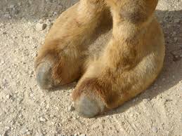 I'm not someone who believes you always have to be pc, but here what is being made fun of provides a treasure of info on a special structure, one that can help you provide a great amount of pleasure! 212 Best Camel Toe Images Stock Photos Vectors Adobe Stock