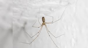 Spinnen im haus sind kein schlechtes zeichen, sagt danilo harms vom centrum für naturkunde der universität hamburg. Wir Alle Haben Sie Im Haus Aber Es Gibt Etwas Das Wir Uber Diese Spinnen Wissen Mussen Curioctopus De