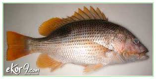 1 ekor (400 g) ikan kakap putih, bersihkan 1 buah lemon, iris wedges 450 g rock salt 6 batang rosemary 2 putih telur, kocok lepas. 10 Jenis Ikan Laut Yang Enak Dimakan Apa Favorit Kamu Dunia Fauna Hewan Binatang Tumbuhan Dunia Fauna Hewan Binatang Tumbuhan