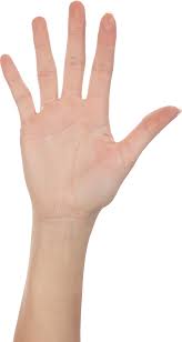 Five Finger Hand Png Image Finger Hands Hand Reference Five Fingers