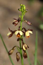 Image result for Diclis tenella