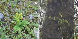 Image result for Satyrium orbiculare