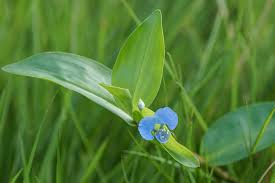 Image result for Commelina latifolia